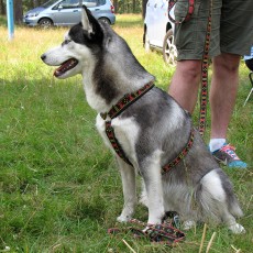 Выставка собак (фото)