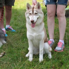 Выставка собак (фото)