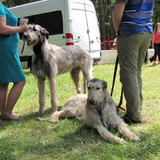 Выставка собак (фото)