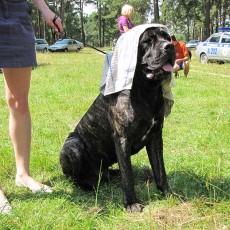 Выставка собак (фото)