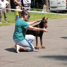 Выставка собак (фото)
