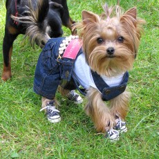 Выставка собак (фото)