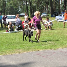 Выставка собак (фото)