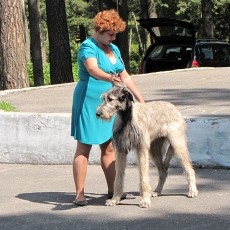 Выставка собак (фото)