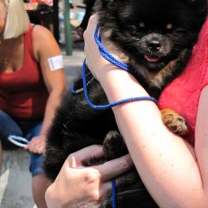 Выставка собак (фото)