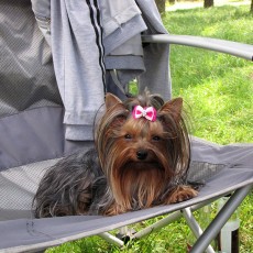 Выставка собак (фото)