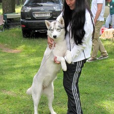 Выставка собак (фото)