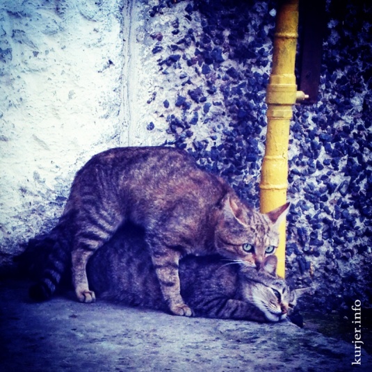 Фотоокна 1 июля 2013. Мобильником