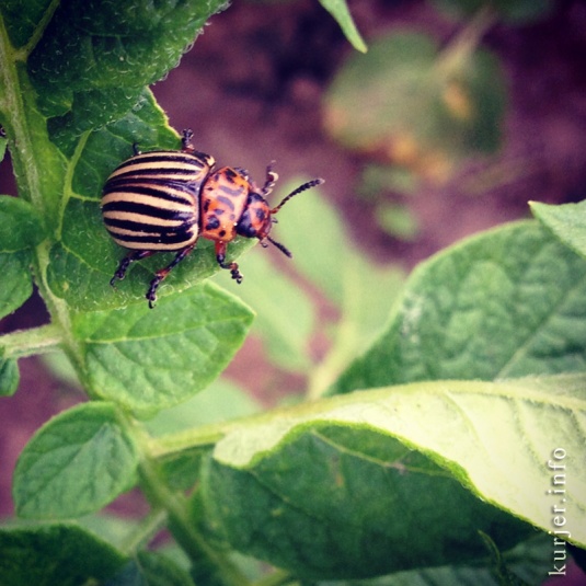 Фотоокна 1 июля 2013. Мобильником