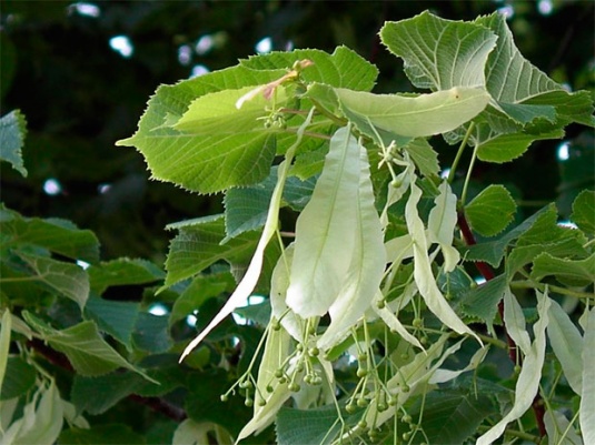 Липа: медовое дерево – защитница от злых жен