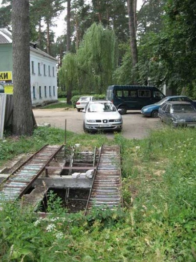 Сосны пад пагрозай (+ фота)