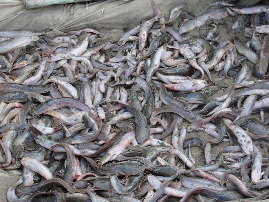 Африканский деликатесный сом будет выращиваться в Беларуси