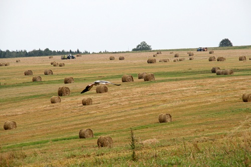 Битва за урожай-2013 началась с уборки рапса