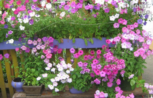 Леонид Исаков из Горок создал своими руками двор мечты