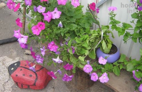 Леонид Исаков из Горок создал своими руками двор мечты