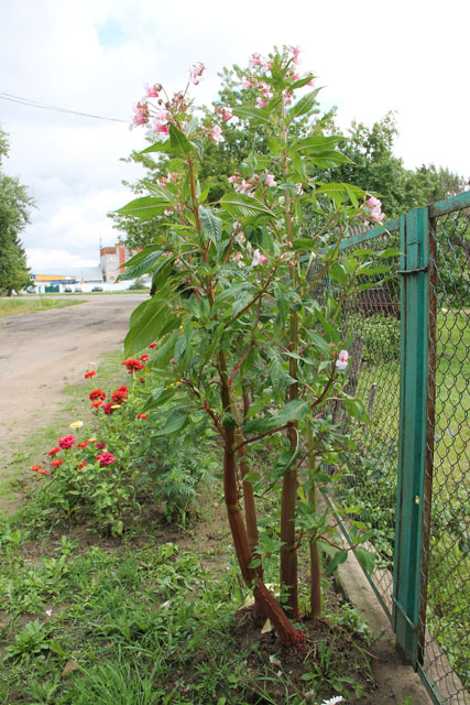 Красиво жить не запретишь