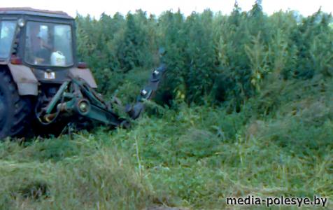 Около 5 тонн дикорастущей конопли уничтожено в Столинском районе