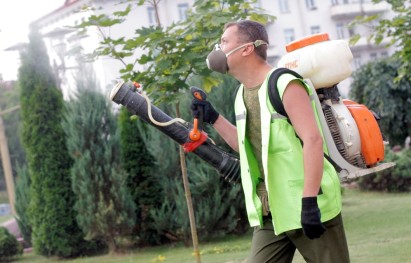 Гродненские каштаны начали спасать после того, как проблема была поднята на планерке у председателя горисполкома