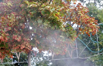 Гродненские каштаны начали спасать после того, как проблема была поднята на планерке у председателя горисполкома