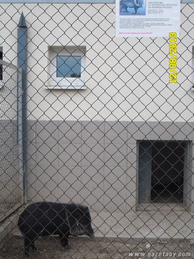 Агротуристический комплекс “Коробчицы” избавился от всех хрюшек на своей территории