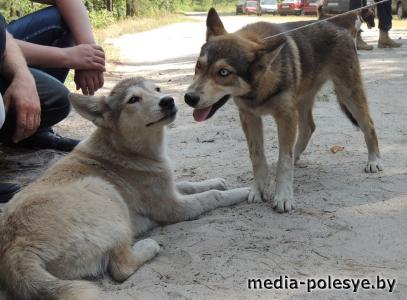 В Столинском районе определены самые меткие охотники