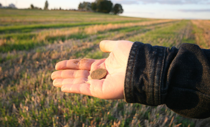 За два часа в полях практически в черте Гродно можно найти монеты и старинные пломбы