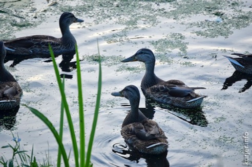 Дикие утята на набережной в Слуцке
