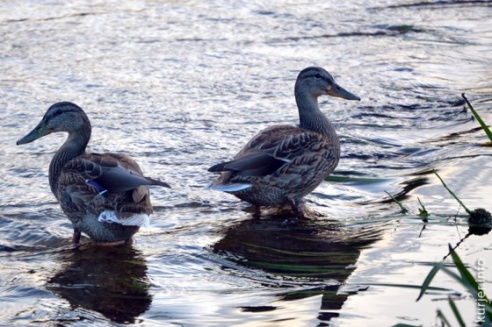 Дикие утята на набережной в Слуцке