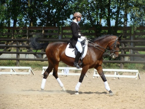 Первенство Гродненской области по выездке