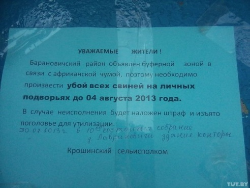 Пружанский райисполком запретил содержать свиней в личных подсобных хозяйствах