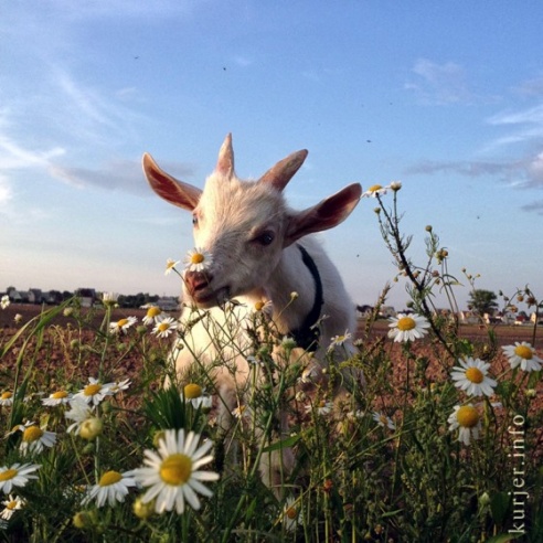 Фотохроника июля—2013. Слуцк
