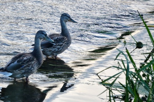 Фотохроника июля—2013. Слуцк