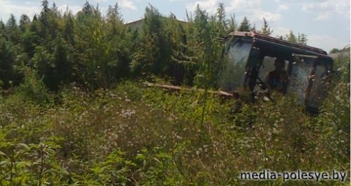 Около 5 тонн дикорастущей конопли уничтожено в Столинском районе