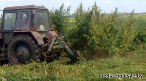 Около 5 тонн дикорастущей конопли уничтожено в Столинском районе