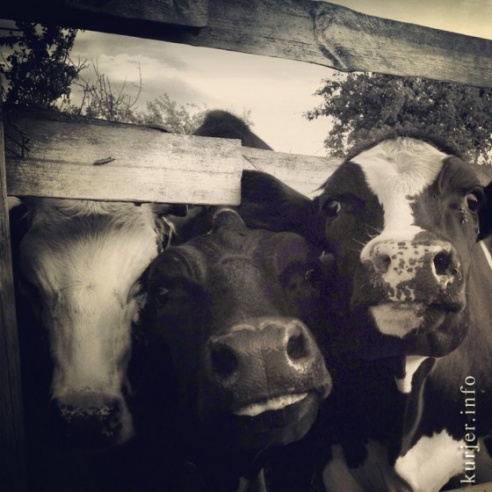 Фотоокна. 13 августа 2013. Сельские заметки