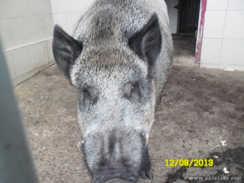 Агротуристический комплекс “Коробчицы” избавился от всех хрюшек на своей территории