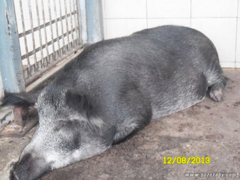 Агротуристический комплекс “Коробчицы” избавился от всех хрюшек на своей территории