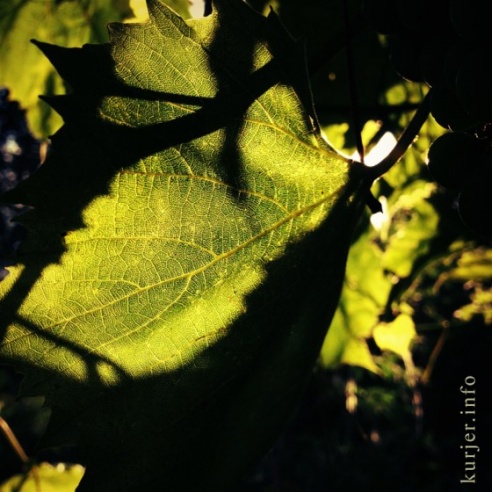 Фотоокна. 16 августа 2013. Про сельские виды