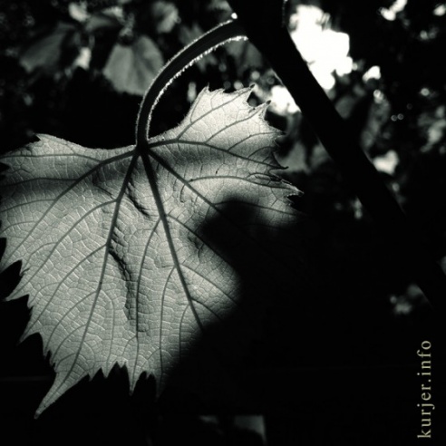 Фотоокна. 16 августа 2013. Про сельские виды