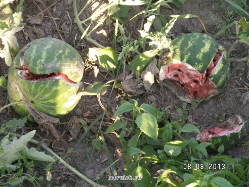 Малолетние разбойницы разгромили подворье в деревне Ивановка