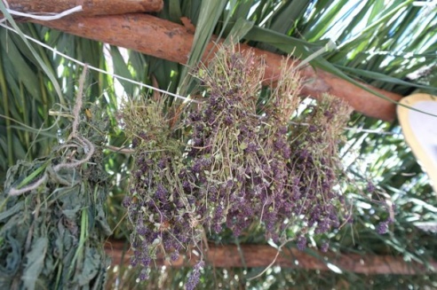 На “Дрыбінскіх таржках” гуляли даже немцы и австрийцы