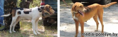 В Столинском районе определены самые меткие охотники