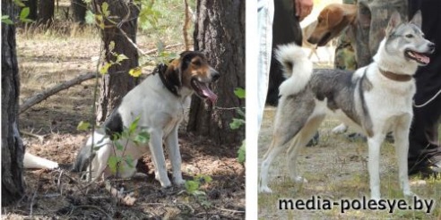 В Столинском районе определены самые меткие охотники