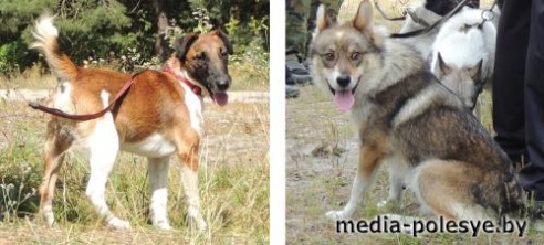 В Столинском районе определены самые меткие охотники