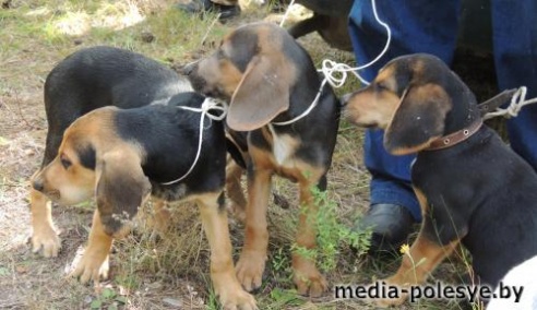 В Столинском районе определены самые меткие охотники