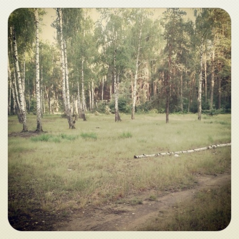 Город. Instagram: Светлогорск в лесу