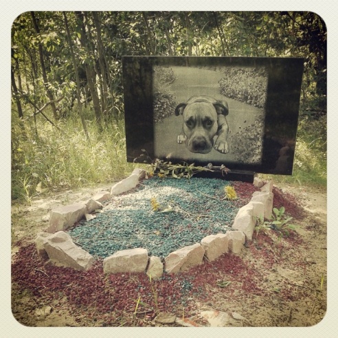 Город. Instagram: Светлогорск в лесу