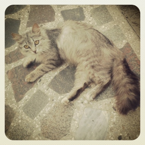 Город. Instagram: Светлогорск в лесу