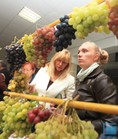 В Гродно открылась выставка винограда