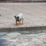 “Бабье лето” в Linxs: фотографии покупателей